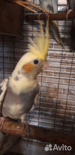 Попугаи корелла птены