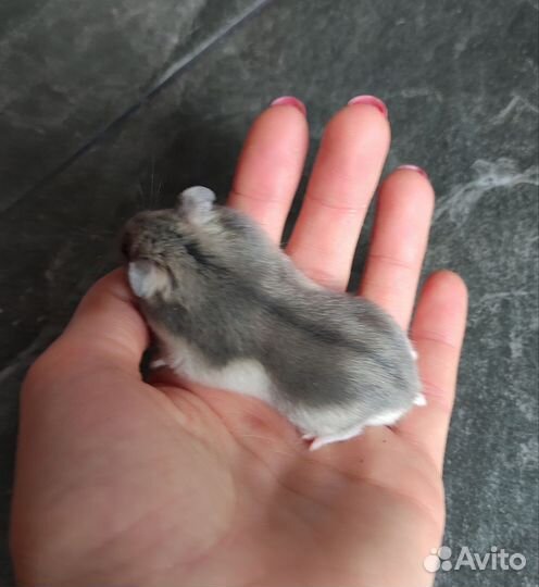 Джунгарский хомяк - М и Ж (сапфир)