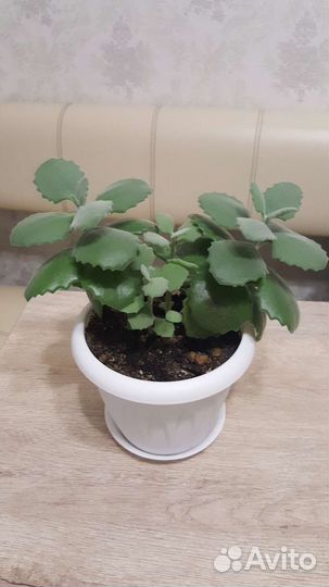 Каланхоэ милоти, суккулент