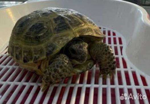 Черепаха сухопутная