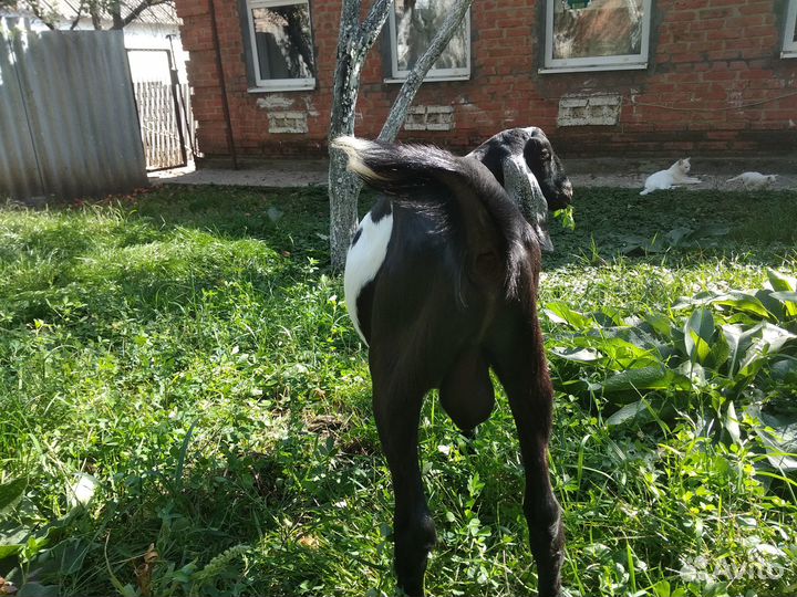 Англо-нубийские козы