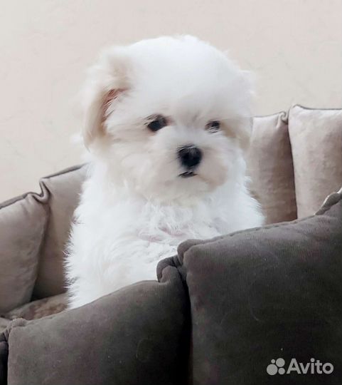 Мини мальтезики