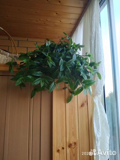 Комнатные цветы