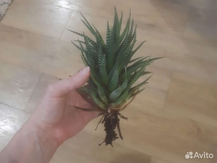 Продам цветы комнатные