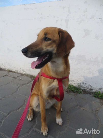 Малышка ищет дом