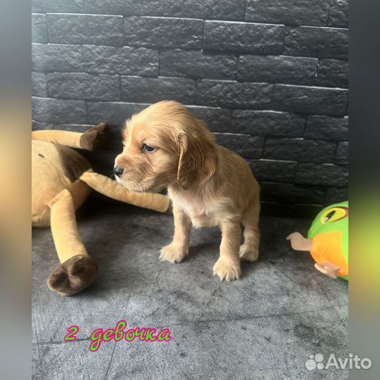 Щенки английского кокер спаниеля