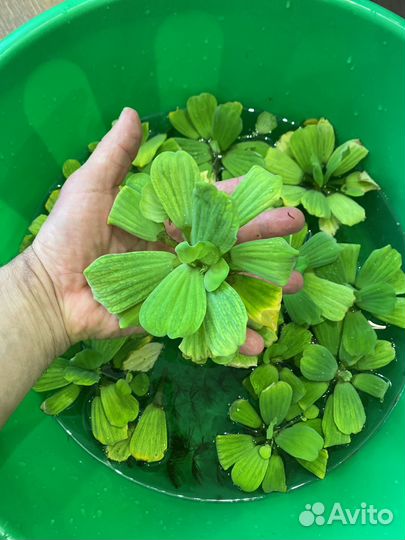 Растения пистия