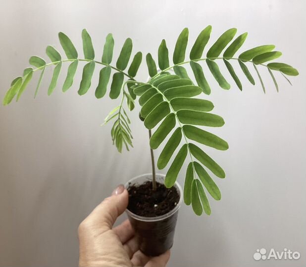 Семена тамаринда