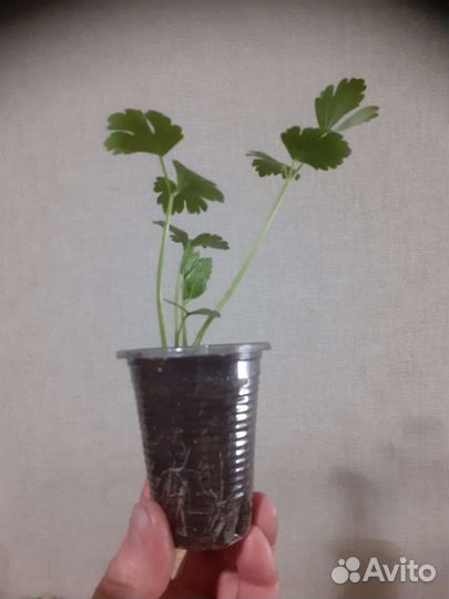 Крупная рассада сельдерея