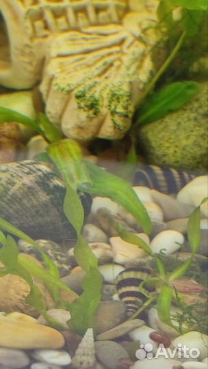 Улитки хелены