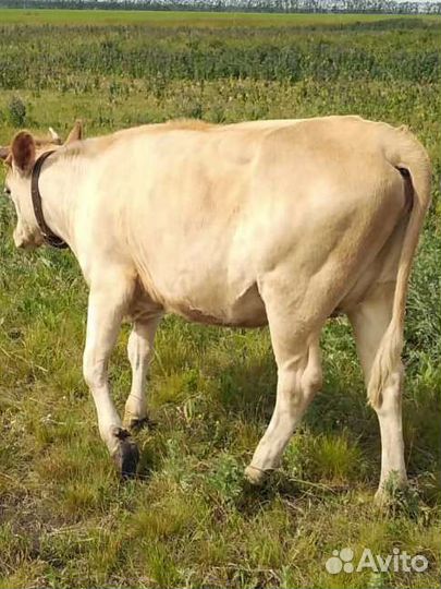 Нетель Швиц+Джерси