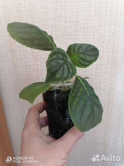 Колерия Bibbi