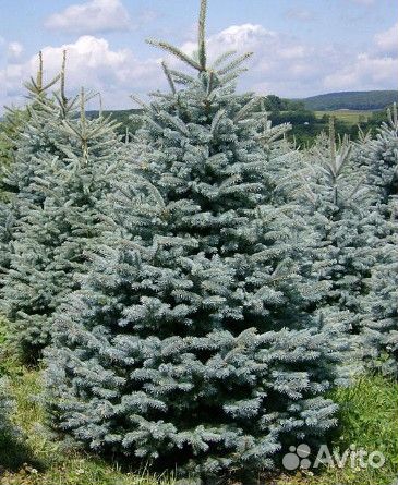 Саженцы хвойных растений