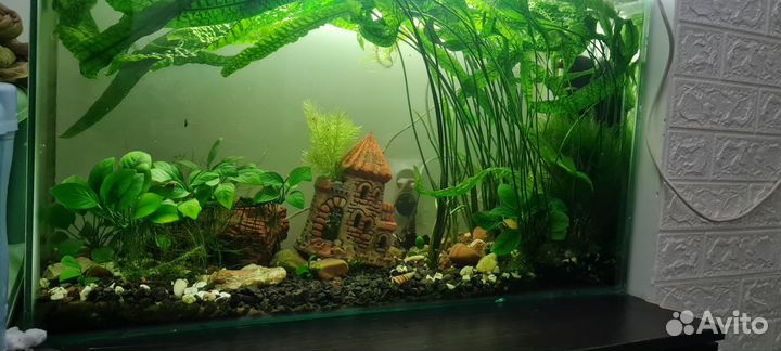 Аквариум