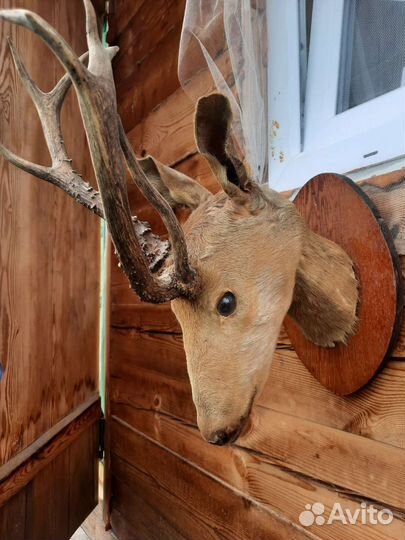 Чучело косули