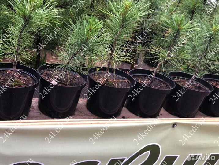 Саженцы сибирского кедра