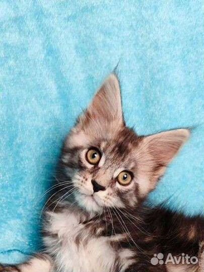 Котята мейн-кун