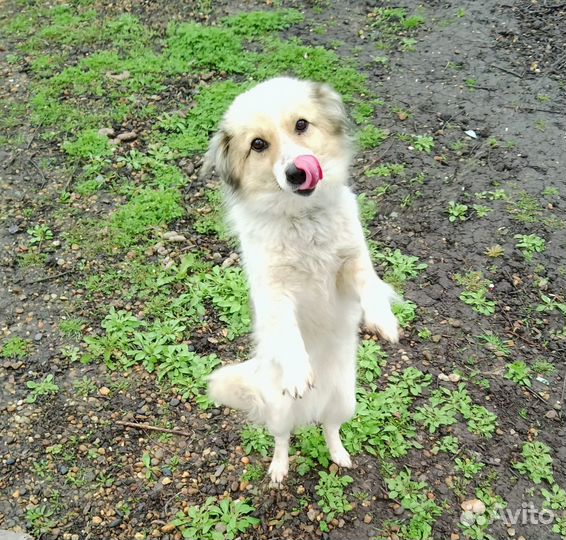 Собаки бесплатно в добрые руки