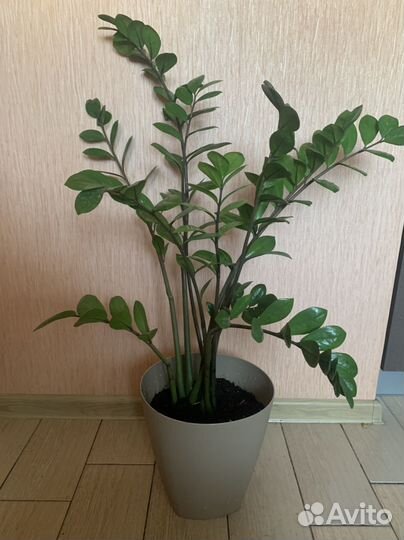 Замиокулькас. Домашний цветок. Денежное дерево