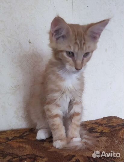 Кошечка мейн кун