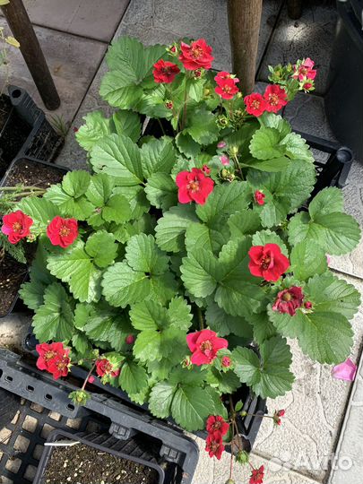 Клубника с розовыми цветами