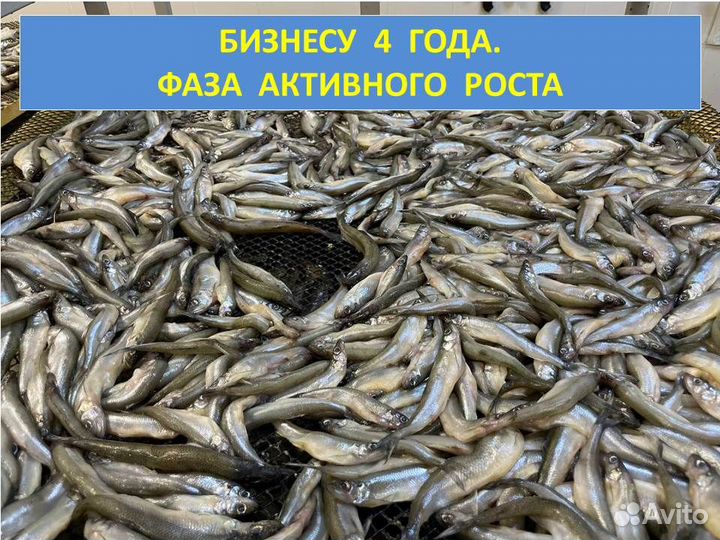 Готовый бизнес - Производство рыбных снэков