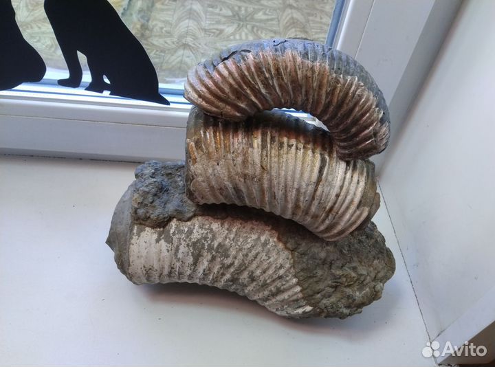 Окаменелости аммониты