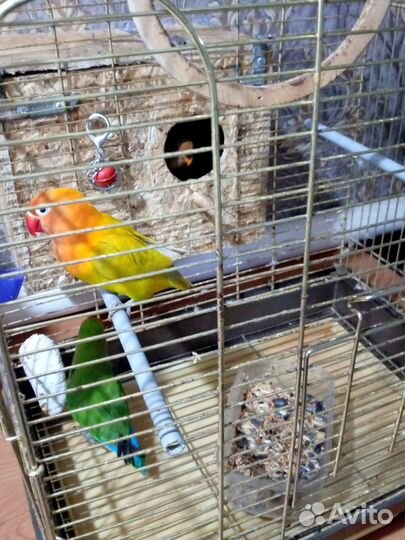 Попугай неразлучники с клеткой