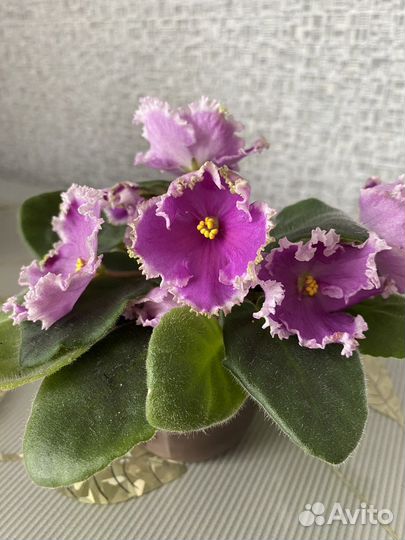 Фиалки набор 8 шт
