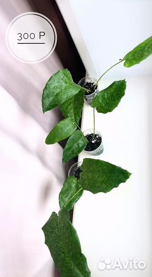 Калатея нетворк