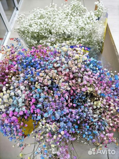 Гипсофила разные цвета