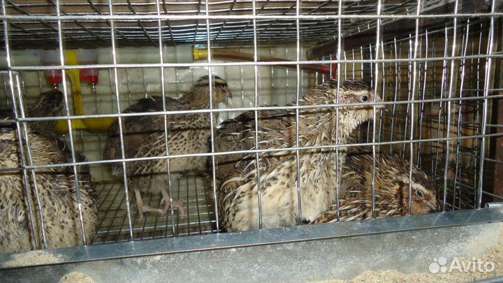 Перепел техасский и французский бройлерные