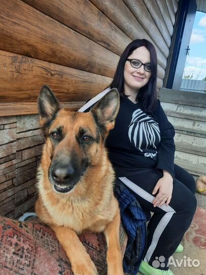 Щенки немецкой овчарки