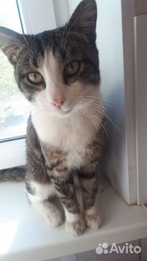 Костик в семью