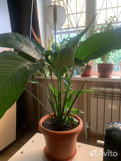 Спатифиллум