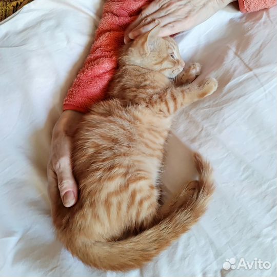 Рыжий котенок в добрые руки