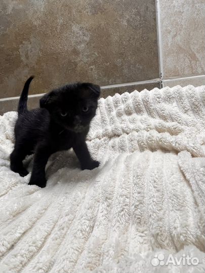 Кошки вислоухие