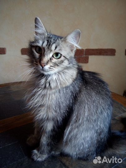 Отдам в добрые руки