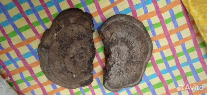 Гриб Трутовик