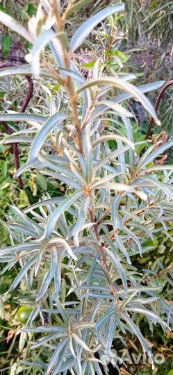 Саженцы садовых кустарников