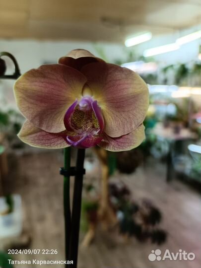 Орхидея фаленопсис