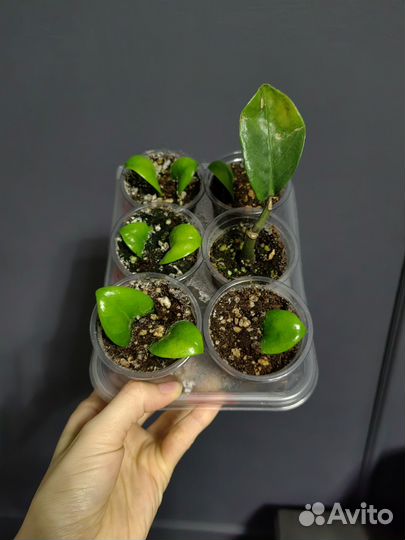 Замиокулькас зензи, чёрный равен, Акебоно