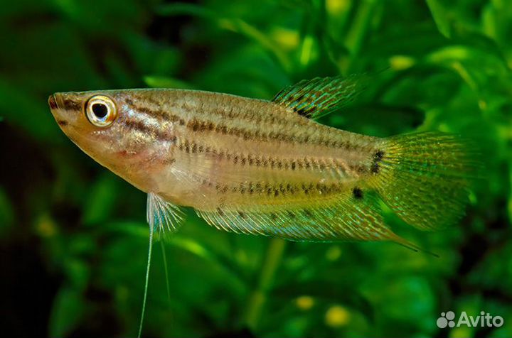 Гурами Ворчащий (Trichopsis Shaleri)