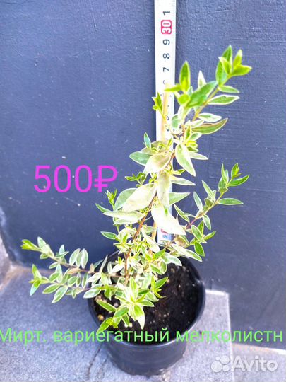 Лавр, Банан, Олива, Мирт, Антуриум Блэк Лав