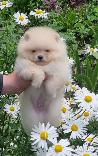 Померанский шпиц мини