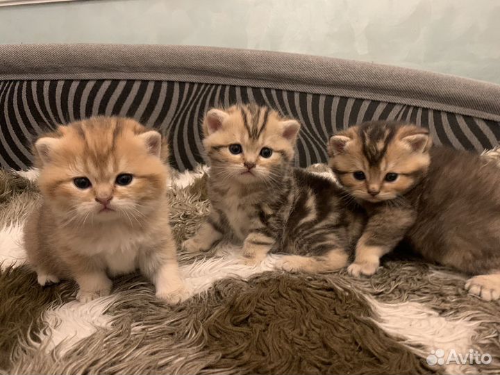 Шотландские котята