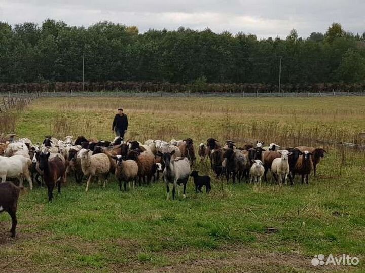 Овцы бараны оптом