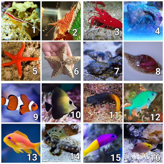 Кораллы, креветки, рыбы, улитки в морской аквариум