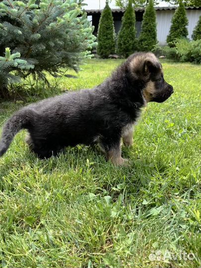 Щенки немецкой овчарки