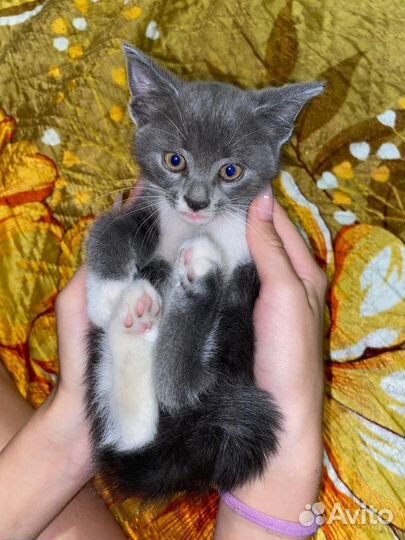 Котенок